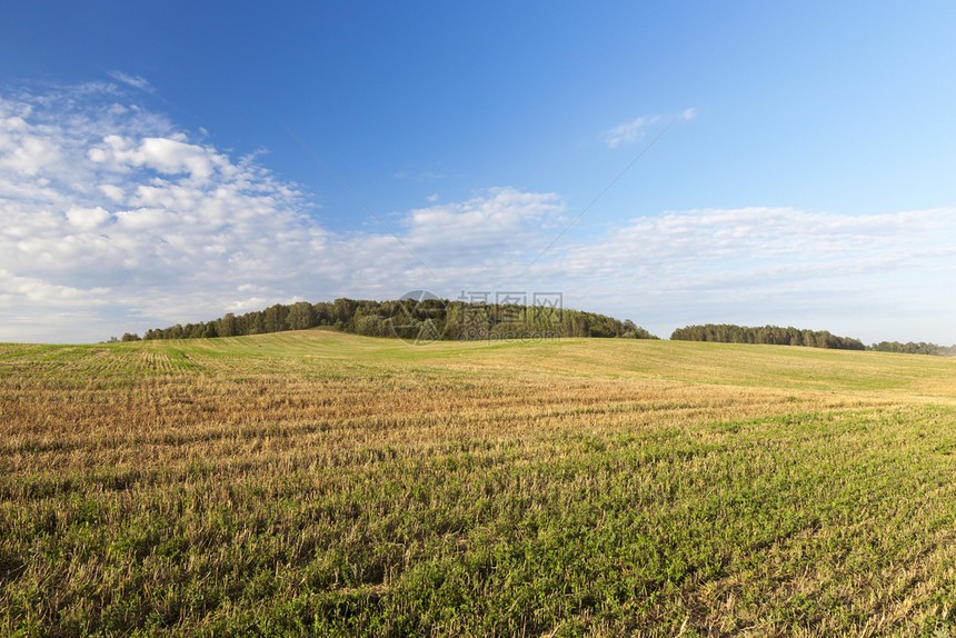 以森林和蓝天空为地貌的风景和云彩丰收的田地是夏季节之一a采伐的季节乡村小麦干草图片