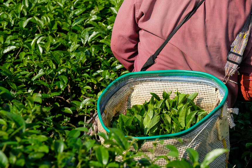文化爬坡道绿茶芽在篮子中叶而名人收获茶叶种植园自然背景栽培图片