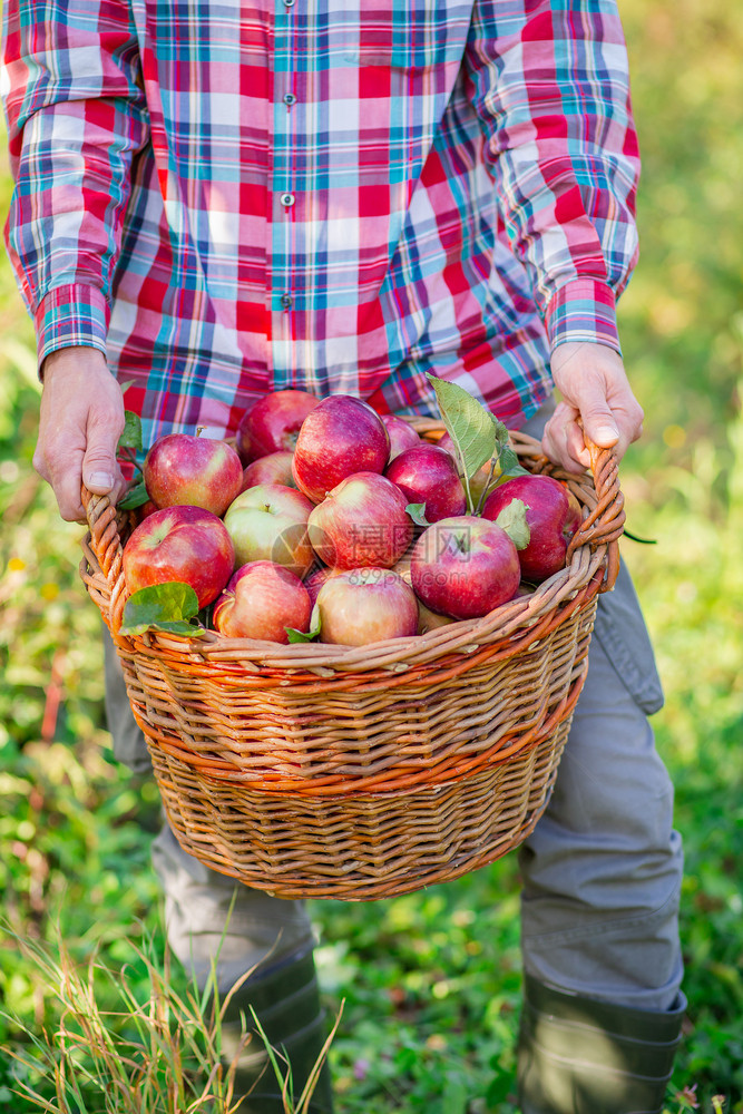 生长采摘苹果一个有完整篮子的红苹果人在花园里有机苹果批准的手势库存照片采摘苹果一个有完整的篮子红色苹果人在花园里们有机的图片