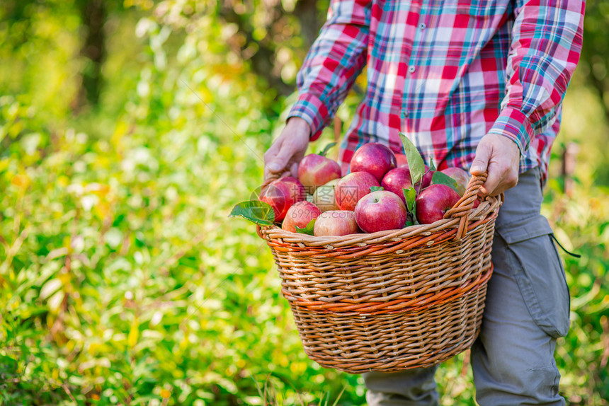 新鲜采摘苹果一个有完整篮子的红苹果人在花园里有机苹果批准的手势库存照片采摘苹果一个有完整的篮子红色苹果人在花园里农田工人图片