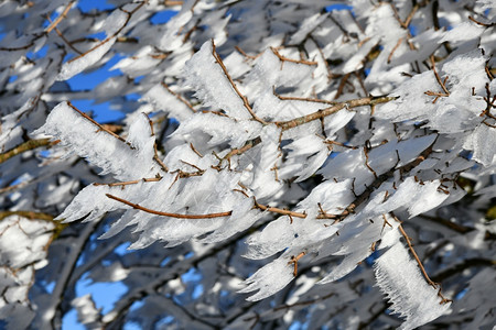 牧歌枝条林中满是积雪的树木冰冷图片