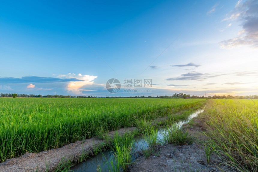 庄稼大稻田绿草风景观有田地玉米或在亚洲农业收获中蓝天晚夕幕背景青云飞亮黄丰收天空植物图片