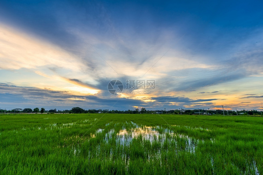 蓝色的美丽大稻田绿草风景观有田地玉米或在亚洲农业收获中蓝天晚夕幕背景青云飞亮黄丰收白饭图片