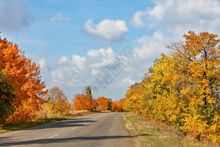 公路两边秋天的树图片