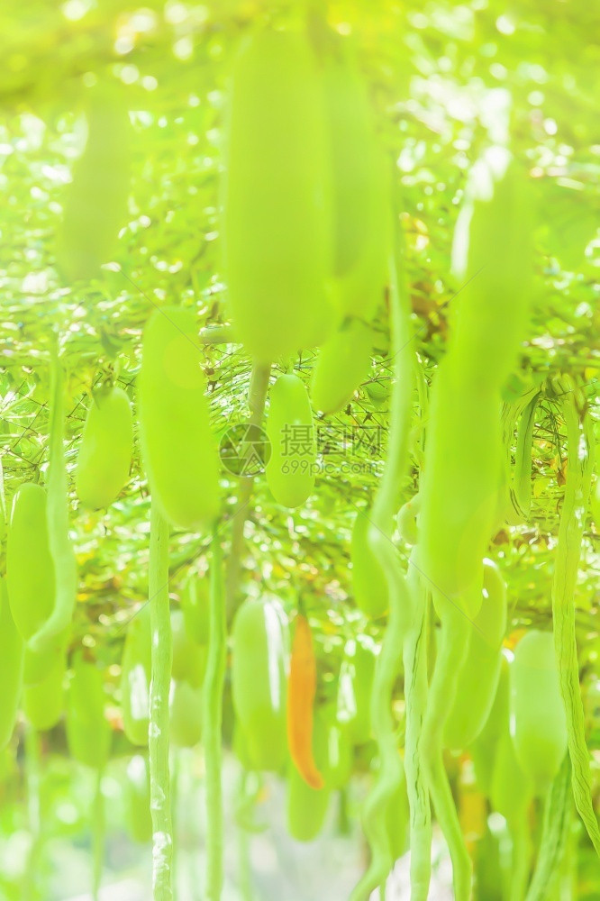 一片绿色装饰植物图片