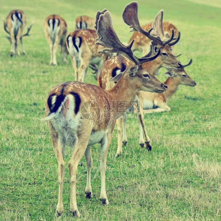 打猎落下讨好休耕小鹿Damadama美丽的自然背景与动物森林和日落布尔诺捷克欧洲动物自然图片