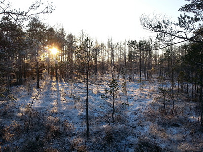 天气下雪的户外在拉托维亚CenaMoorland由小松树和草原植被所种的美丽雪状沼泽中阳光照亮的夜雨林这些树木在小松下生长茢高清图片素材