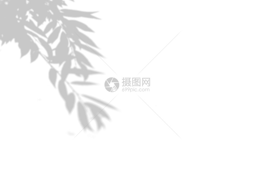 为了信白墙上阴影树的夏季背景白色和黑用于叠加照片或模型白墙上阴影树的夏季背景白色和黑用于叠加照片或模型树叶图片