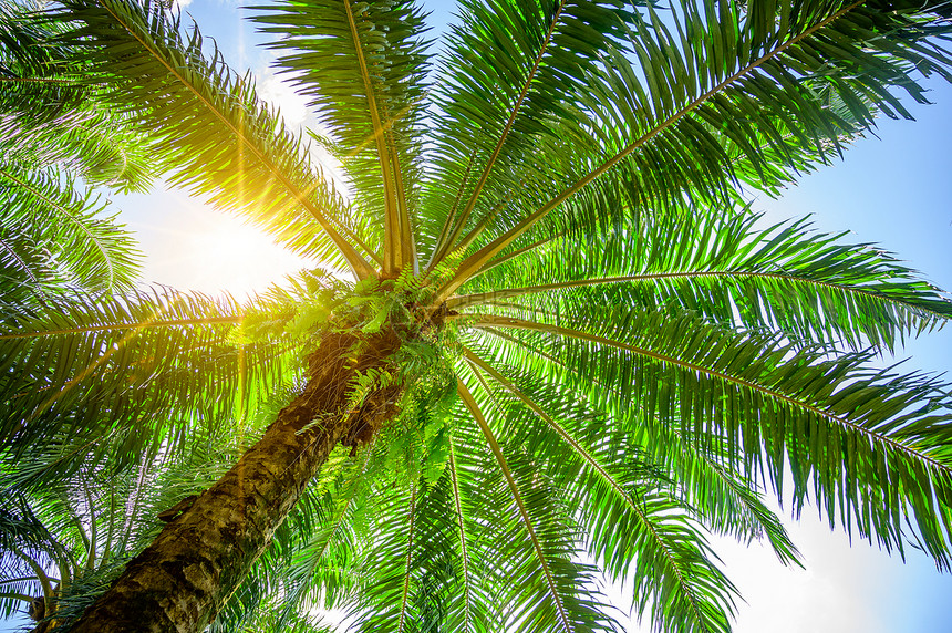 多叶的环境棕榈树油绿叶花丛阳光照亮场地图片