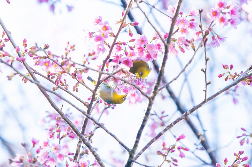 绽放一对印度白眼夫妇或东方在樱花树枝上交配全盛开春季一对近身的鸟儿交配花树木图片