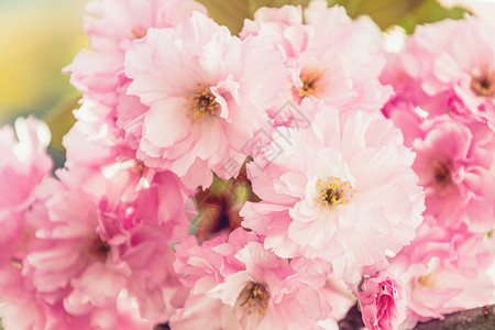 樱花深度柔软的花园高清图片