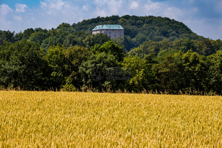 天气晴阳光一片小麦的金田和山丘森林衰落霍斯卡城堡图片