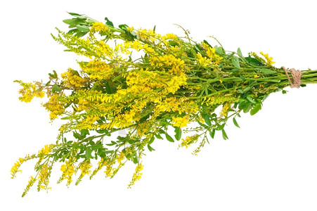 Melilotusofficinalis黄甜肠充满活力花序自然图片