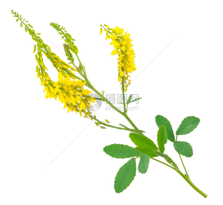 Melilotusofficinalis黄甜肠传单充满活力椴树图片