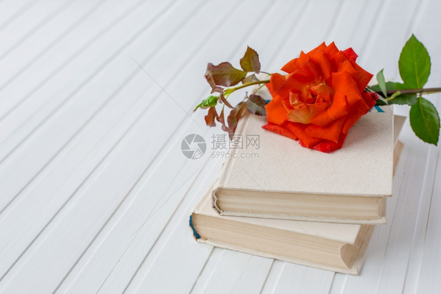 书本上的红玫瑰花图片