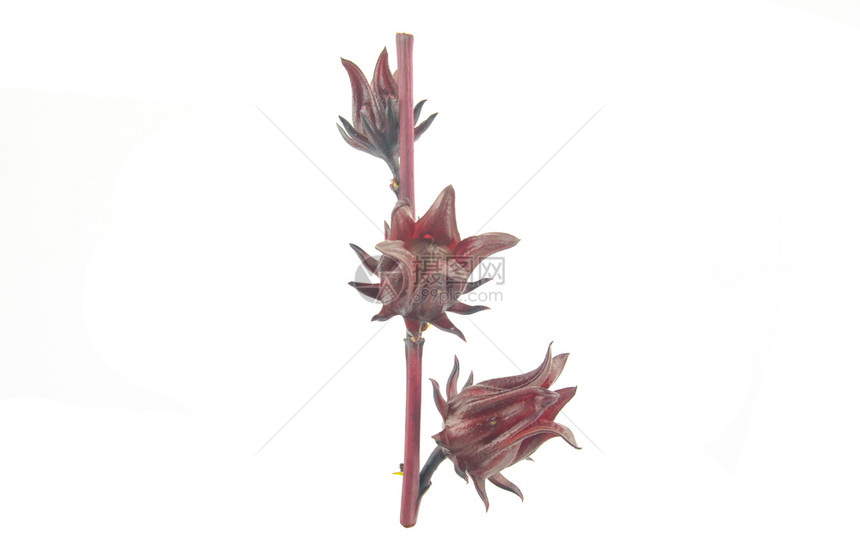 花萼罗塞勒牙买加索雷拉尔或Hibiscussabdariffa以白色背景与剪切路径隔离粉色的自然图片