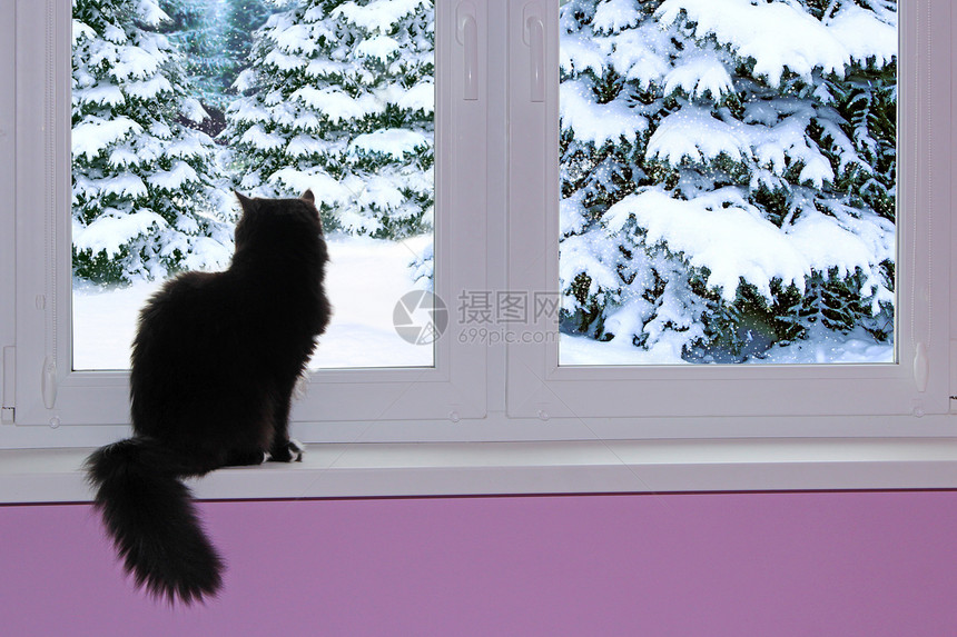 眼睛黑猫望着窗外那个下雪的冬天好奇猫坐在窗台上看冬天的森林下雪窗外寒冷的天气黑猫望着窗外下雪的冬天窗外下在后面云杉图片