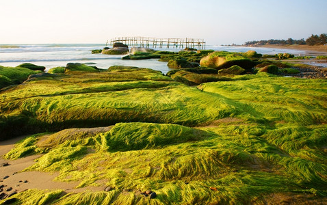 越南苔藓蛙海景结石高清图片