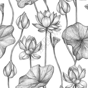 精美礼结情人节纺织品无缝的单色铅笔结构花朵植物素描白色背景上的手拖莲粉白背景上的植物风格式壁纸包装布料明信片海报等美丽的插画