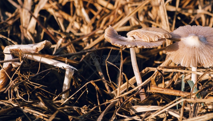 帽生的小天然可食用白蘑菇生长在稻田上干草的顶部它们如此精细和容易破碎白色的图片