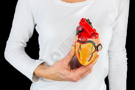 女手握着人类心脏模型在黑色背景的白身体前缺点疾病专家图片