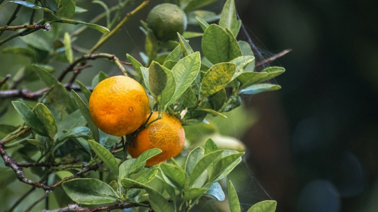 叶子两块新鲜的Citrus水果挂在树枝末端橙色花园与bokeh背景相近的照片上美味水果准备成熟了Raw橘子含有基本维生素C及其他热带高清图片素材