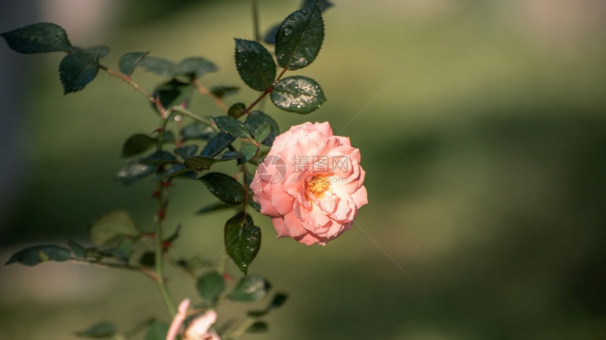 脆弱的美丽玫瑰花和树枝照耀清晨的阳光和芒新鲜的概念墙纸自然图片