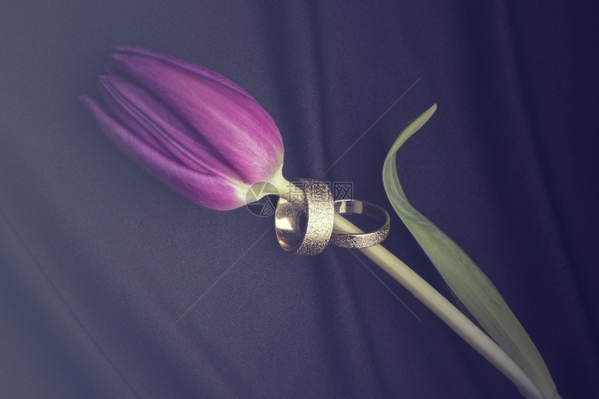 盛开金属配件两只白结婚戒指紧贴在一条纯新紫色婚戒的干柱上在浪漫和爱情的概念中以柔软折叠的黑色纹质布织物上躺着对立的一棵鲜紫色婚环图片
