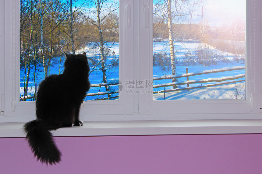 超过黑猫望着窗外背后是下雪的冬天猫坐在窗台上看着冬天的村庄坚定不移尾巴图片