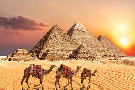 贝都因人埃及吉扎金字塔附近GizaPyramids附近的骆驼大篷车考古学地标动物设计图片
