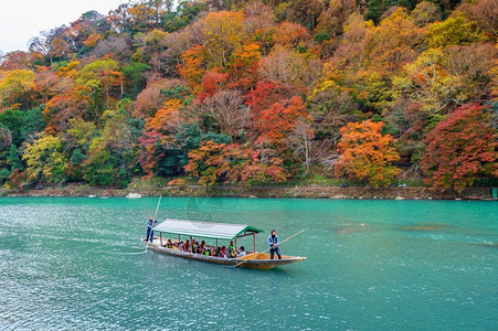 沿着平底船2017年月6日本京都河流秋季在阿拉希山河上划船的夫们于217年月6日在本京都枫背景图片