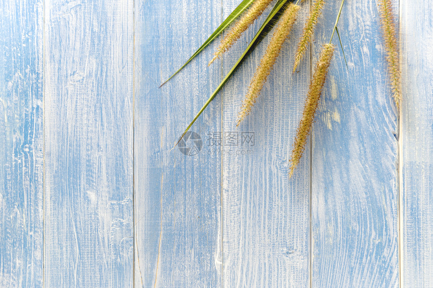 草美丽的绿松石木制地板上的花朵以蓝色木制地板为背景作图片