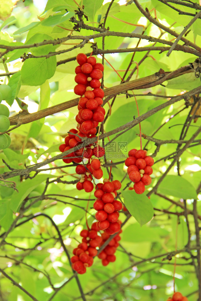 红五味子的枝条成熟五味子簇有用植物的作红五味子成排挂在绿枝上五味子植物的枝条上有果实韩国五味子的枝条红五味子的枝条上有果实玉兰健图片