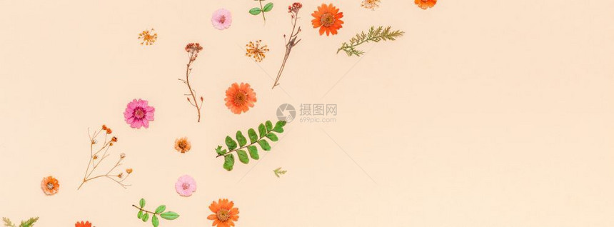 ins风植物花朵背景图片