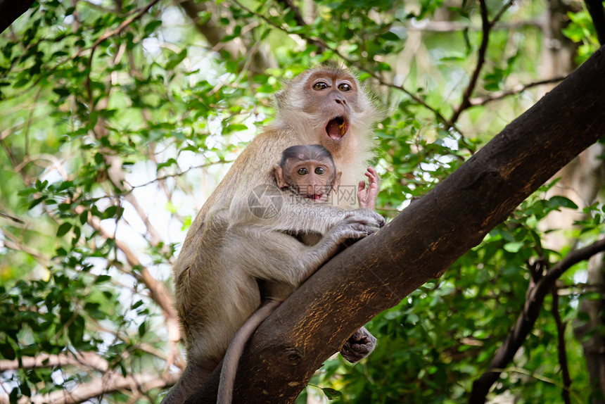 猕猴母子坐在泰国热带雨林的一棵树上图片