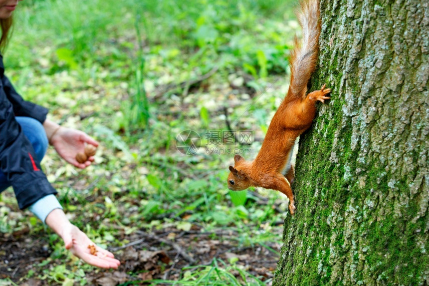 橙色松鼠小心地用利爪抓住其子伸到树的干上然后下去送礼物用于核桃子选择焦点橙色松鼠在树干前冲下头进行盛宴毛皮锋利的环境图片