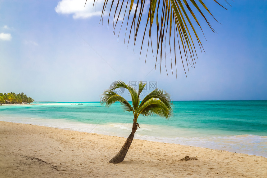 棕榈美丽的通过热带植物分支观察加勒比海天堂热带岛屿海滩的景观完美蓝色阳光晴朗的蓝天夏日假期加勒比野自然景象在Saona度假节夏季图片