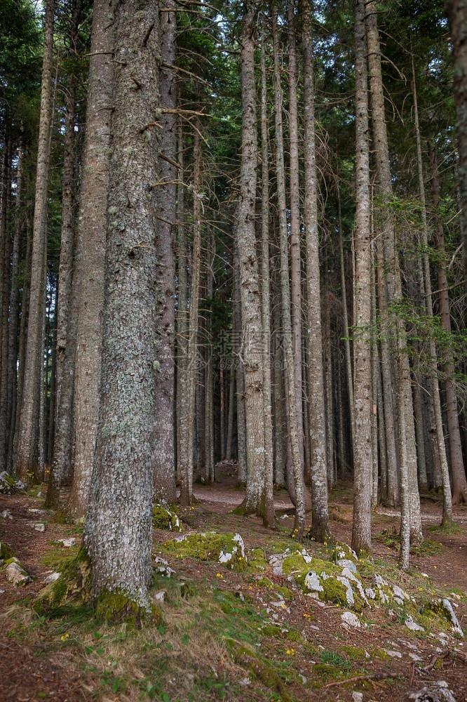 阿尔卑斯山巴干树黑杜米托尔公园非常美丽而茂密的森林黑山杜米托尔公园非常美丽而茂密的森林图片