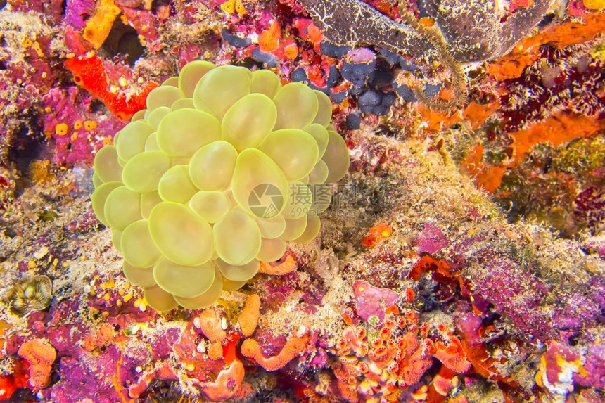 动物群泡珊瑚小熊松状Plerogyrasisnuosa珊瑚礁北阿里环马尔代夫印度洋亚洲宁静印度人图片