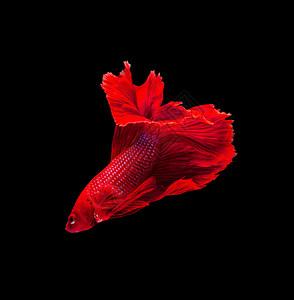 黑色背景中的红色斗鱼图片