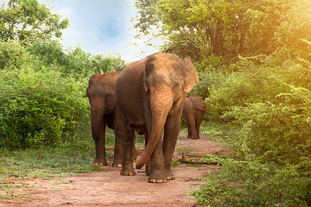 亚拉洲人大象在斯里兰卡乌达瓦拉威公园的稀树草原奇异风景动物群中衬套亚洲人高清图片素材
