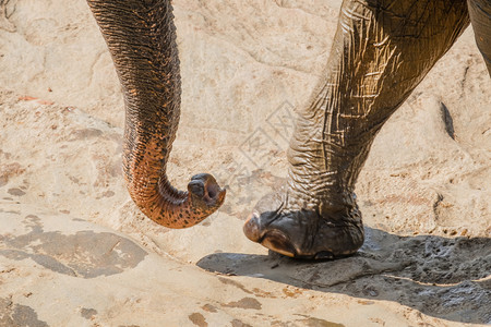 栖息地冒险在斯里兰卡野生的巨型动物近距离接的亚洲大象足和山干有趣的国民高清图片素材