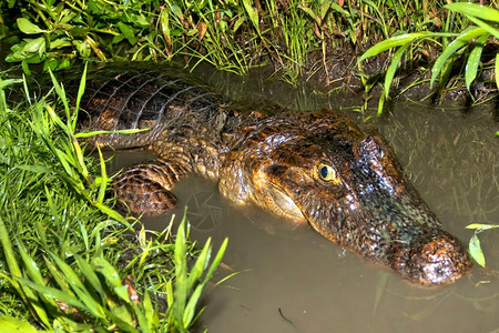 莱纳斯SpectacledCaimanWhiteCaimanCommonCaimanCaimancrocodilus热带雨林Marin背景