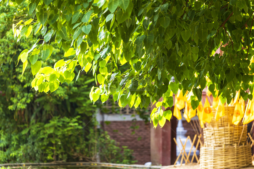 公园花绿叶Pho波背景在森林树上是代表佛教的一片叶子在泰国北部清迈的渡道寺是佛位于清迈象征图片
