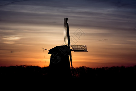 历史太阳日出时的荷兰风车草地图片