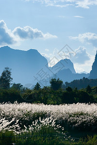 绽放地平线复制蓝山风雨和花田盛开北老挝农村景色蓬勃图片