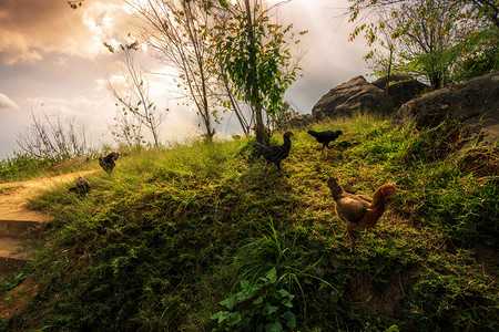 碧鸡坊花园泰国PhuthabunPhuThapBuek公园自然轨上的山脉绿草棕色鸡肉绿公背景