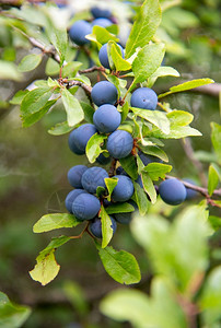 蓝黑药用森林边缘的Prunusspinosa核图片