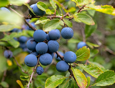 葡萄酒植物森林边缘的Prunusspinosa蓝黑图片