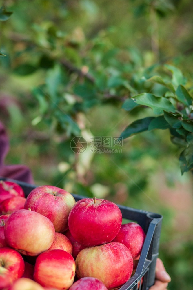 甜的篮子里有机红苹果花园里的一棵树下背景模糊中午阳光结束时在花园里收获苹果篮子的有机红苹果在正午阳光的尽头多汁红色图片